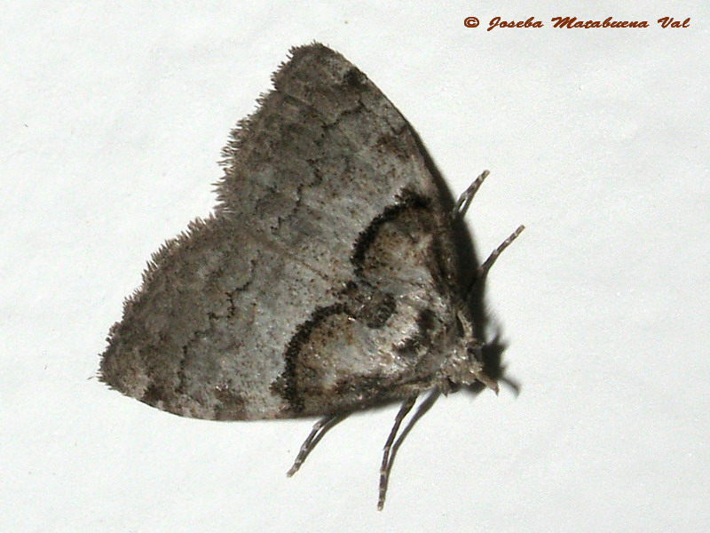 Nola cucullatella - Nolidae